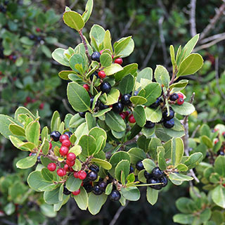 Buckthorn, Mediterranean